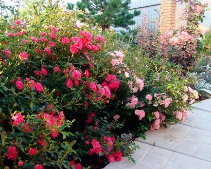 Красиви рози в градината Снимка